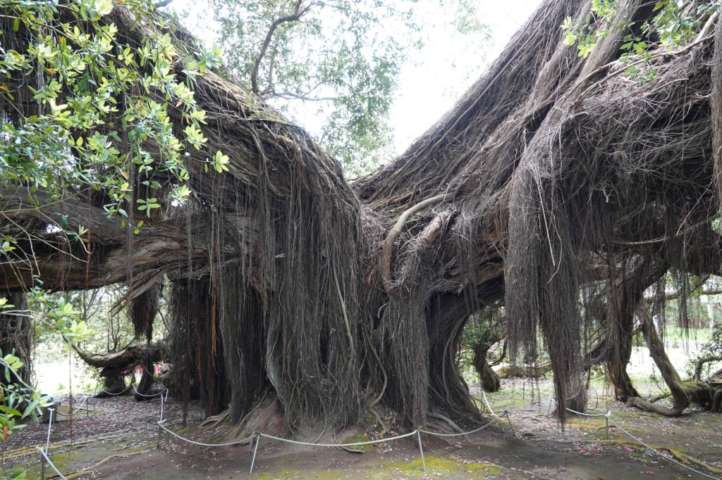 Un arbre aux racines remarquables et aux branches imposantes, enveloppé de lianes, dans un jardin naturel.