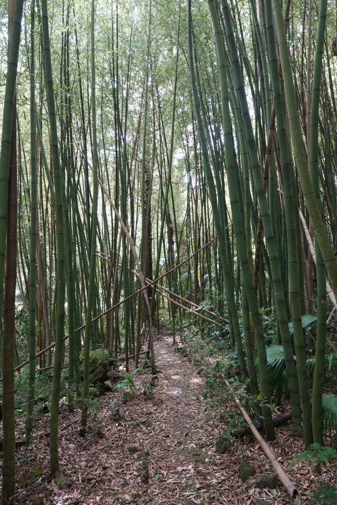 Un chemin serpentant à travers une forêt de bambous, avec des tiges droites et robustes entourées de verdure.