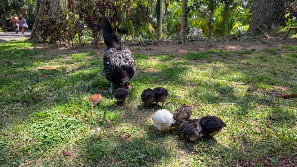 Une poule et ses poussins, dont un est blanc, fouillent le sol dans un parc luxuriant, avec des plantes en arrière-plan.